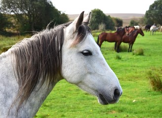 Portrait of a white pony in Ireland.