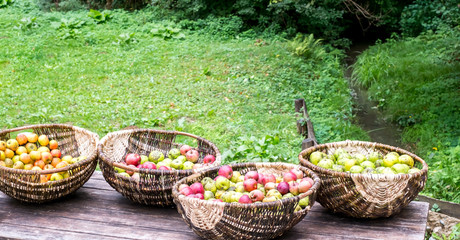 Wicker Baskets With Apples on Old Wooden Table in the Garden
