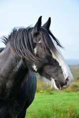 Portrait of a beautiful black horse in Ireland.