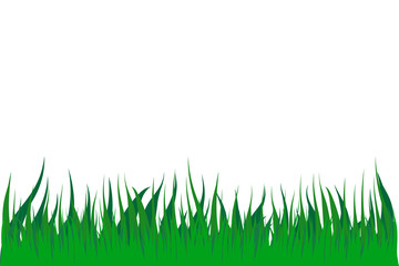 Green Meadow Grass isolated illustration on white background