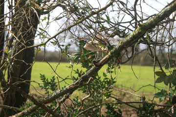 Nos arbres
