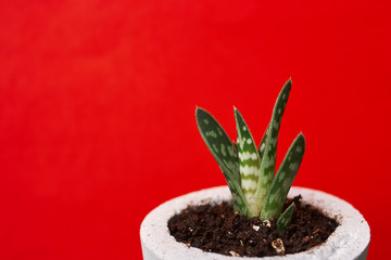 Succulents in diy concrete pot. Only planted in pots. On red background. the concept of home comfort