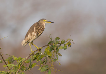 Pond Heron 