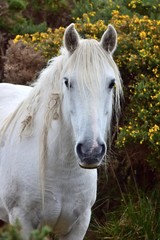 Portrait of a beautiful white horse in Ireland.
