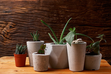 Succulents, aloe and crassulain in diy concrete pot. Only planted in pots. On wooden background. the concept of home