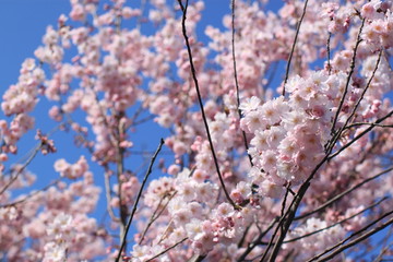 Cherry Blossoms