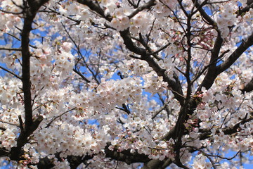 Cherry Blossoms