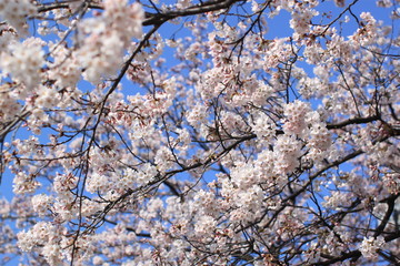 Cherry Blossoms