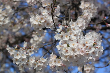 Cherry Blossoms