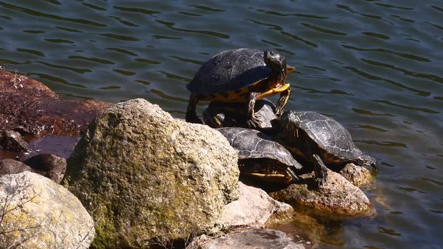 Water turtles in the sun Sardinia Tourism 4K video