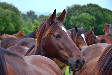 Portrait of a horse amidst its herd. Ireland.
