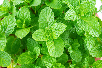 Fresh green mint leaves