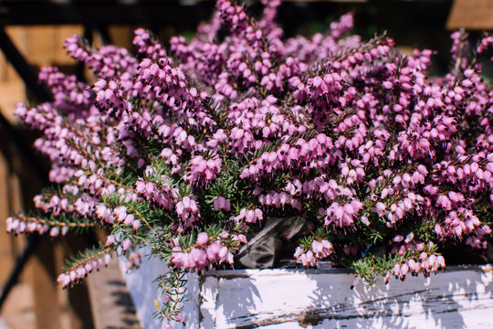 bouquet of pink heath flowers in a white wooden pot. Spring background