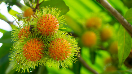 Rambutan fruit on tree