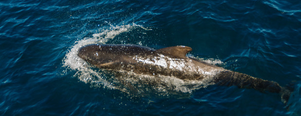 Fototapeta premium Long-Finned Pilot Whales in the Southern Atlantic Ocean