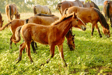 a young bay Oldenburg Foal with a small white spot is running on a green summer meadow