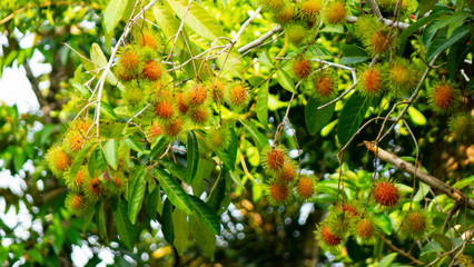 Rambutan fruit on tree