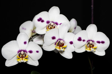 Orchidea 3