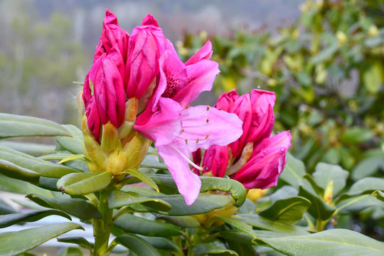 Il bel  fiore fucsia  del rododendro