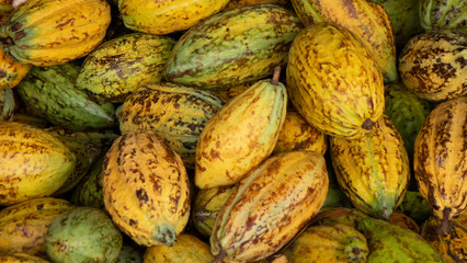 Harvesting cocoa fruit in chocolate production