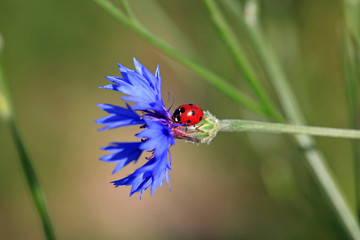 ladybird on cornflower