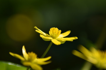 Obraz premium Blühendes Scharbockskraut (Ficaria verna)