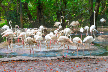 The American flamingo, Phoenicopterus ruber is a large species of flamingo, also known as the Caribbean flamingo.
