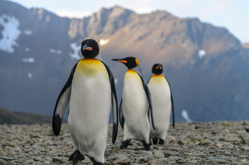 Fototapeta premium King Penguins at Fortuna Bay