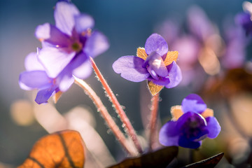 primroses macro background bokeh