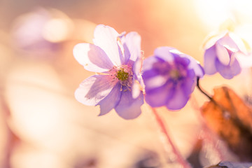 primroses macro background bokeh