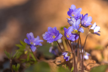 primroses macro background bokeh
