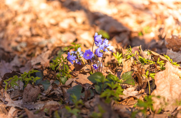 primroses macro background bokeh