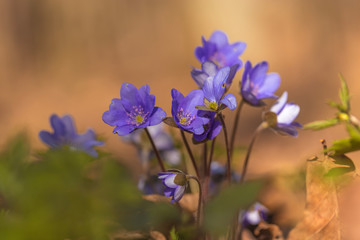primroses macro background bokeh