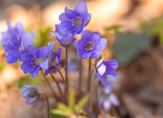 primroses macro background bokeh