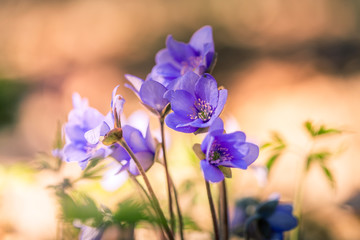 primroses macro background bokeh