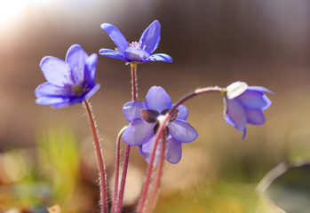 primroses macro background bokeh
