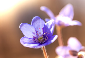 primroses macro background bokeh