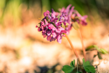 primroses macro background bokeh
