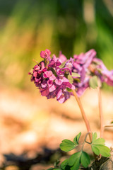 primroses macro background bokeh