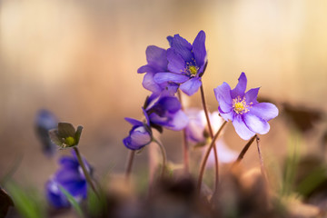 primroses macro background bokeh