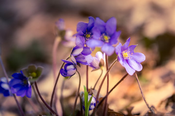 primroses macro background bokeh