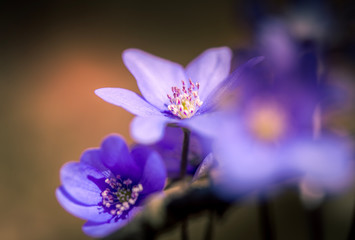 primroses macro background bokeh