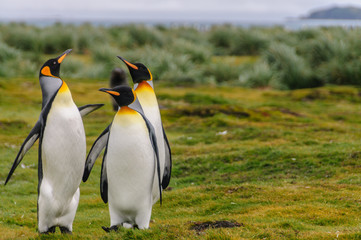 Fototapeta premium King Penguins on Salisbury Plains