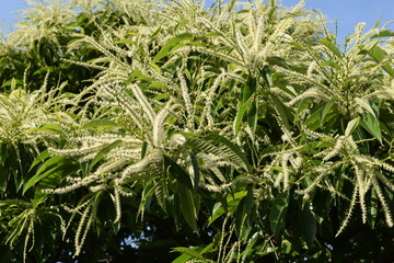 白く長い栗の花