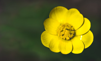 Yellow blooming buttercup on a sunny spring forest glade