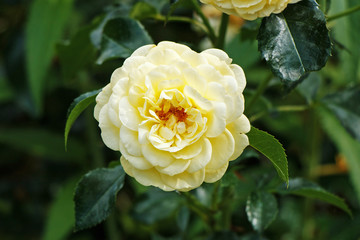 Beautiful tea rose. View from above.