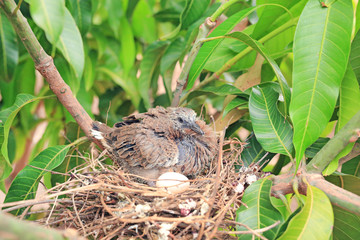 Newborn bird hatched from the egg and the one egg in bird's nest on tree branch in the nature.