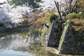 Ohanami , cherry blossom viewing at japanese castle / お城のお堀での桜の花見