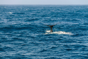 Fototapeta premium Tail fin of a diving southern right whale.