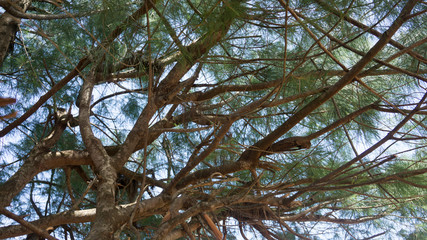 fir tree isolated on blue sky
